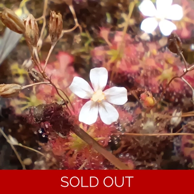 Drosera leucostigma, 10+ gemmae